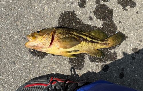 シマゾイの釣果