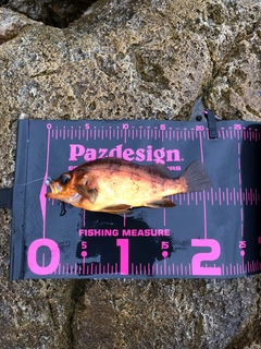 アカメバルの釣果