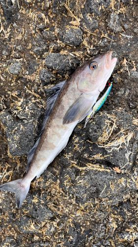 ホッケの釣果