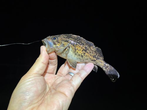 クロソイの釣果