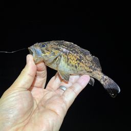 クロソイ