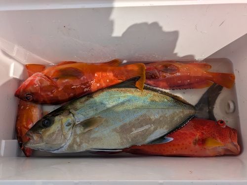 ネイリの釣果