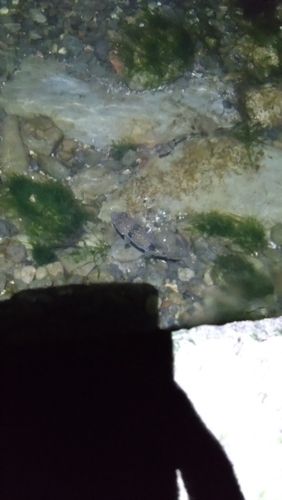 フグの釣果