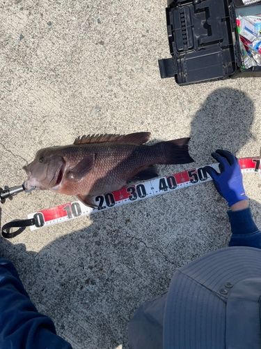コブダイの釣果