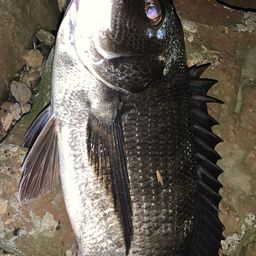 チヌ