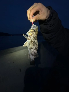 クロソイの釣果