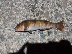 アイナメの釣果