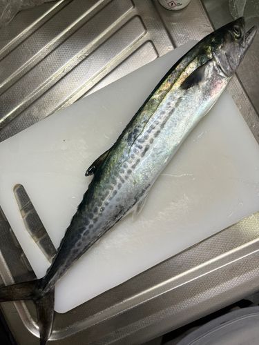 サゴシの釣果