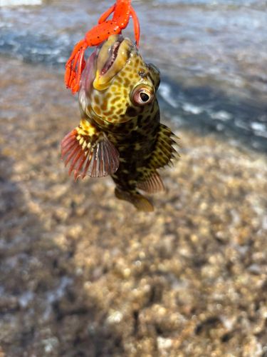 イソゴンベの釣果