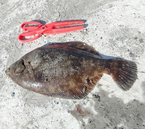 クロガシラガレイ