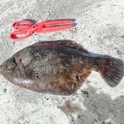 クロガシラガレイ