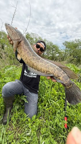 カムルチーの釣果
