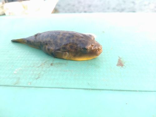 フグの釣果