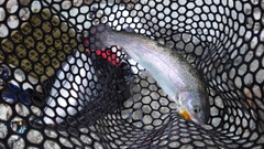 ニジマスの釣果
