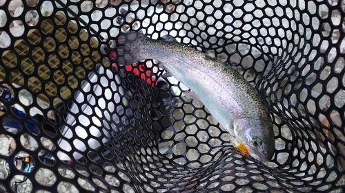 ニジマスの釣果