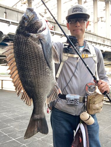 チヌの釣果