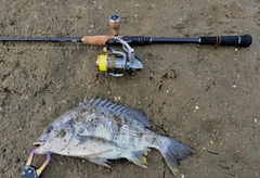 キビレの釣果