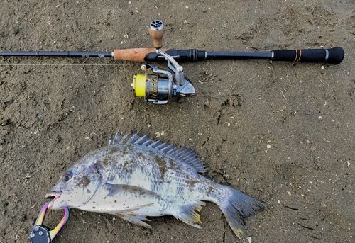 キビレの釣果