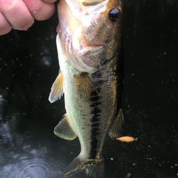 ラージマウスバス