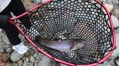 ニジマスの釣果