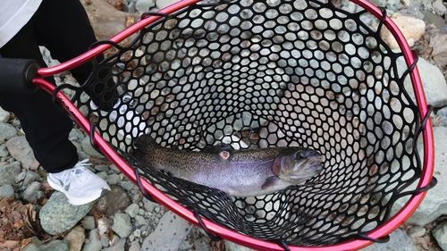 ニジマスの釣果
