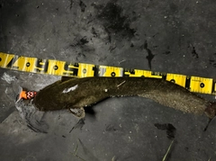 ナマズの釣果