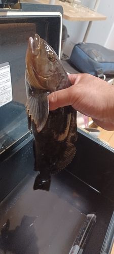アイナメの釣果