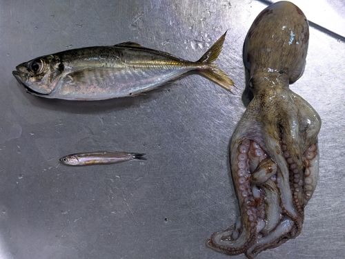 タコの釣果