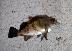メバルの釣果