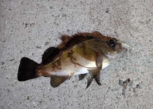 メバルの釣果
