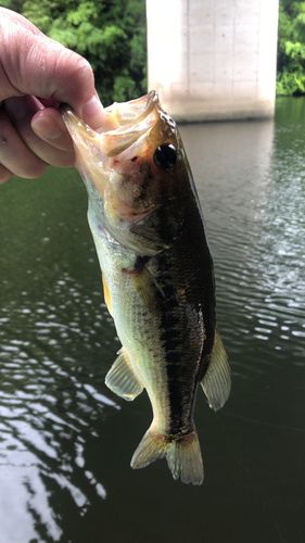 ラージマウスバスの釣果