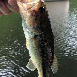 ラージマウスバス