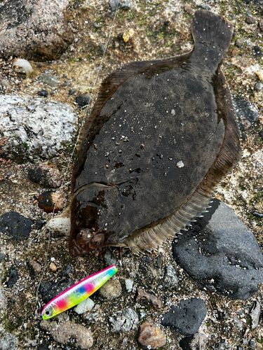 カレイの釣果