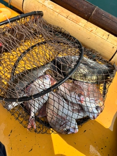 タイの釣果