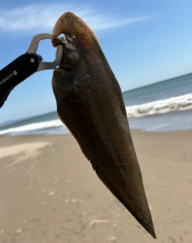 シタビラメの釣果