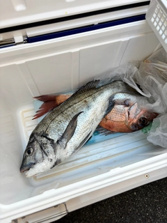 チヌの釣果