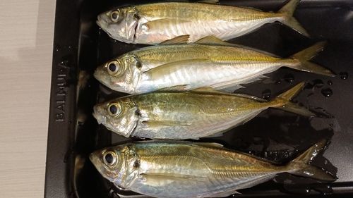 マアジの釣果