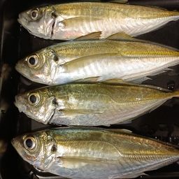 マアジ