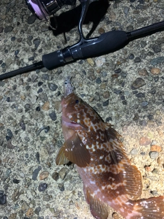 キジハタの釣果