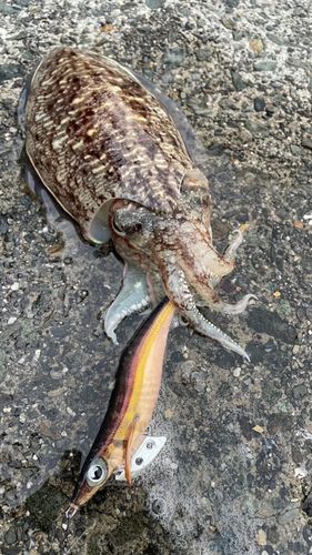 コウイカの釣果