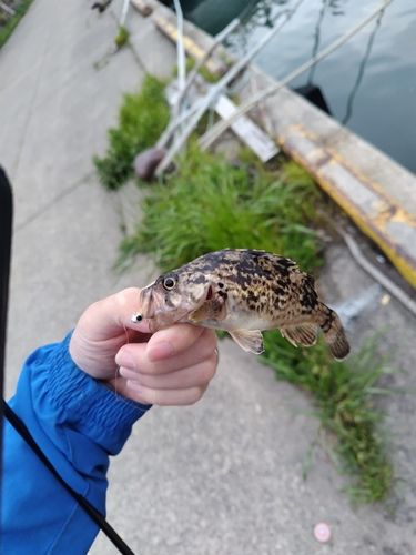 タケノコメバルの釣果