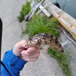タケノコメバル