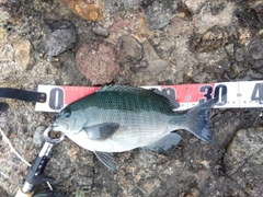 グレの釣果