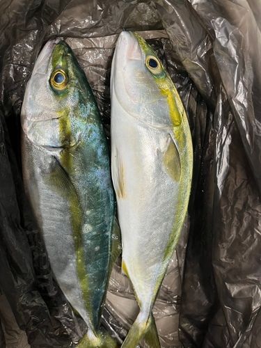 フクラギの釣果