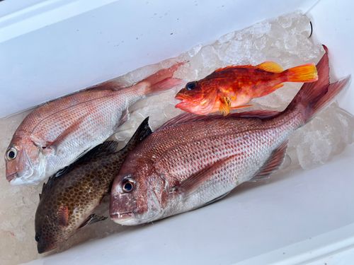 マダイの釣果