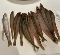 シロギスの釣果