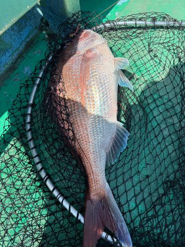 マダイの釣果