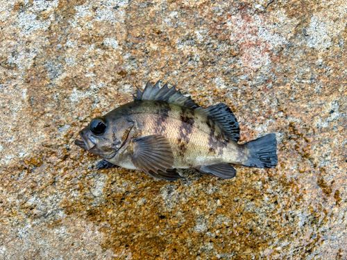 シロメバルの釣果