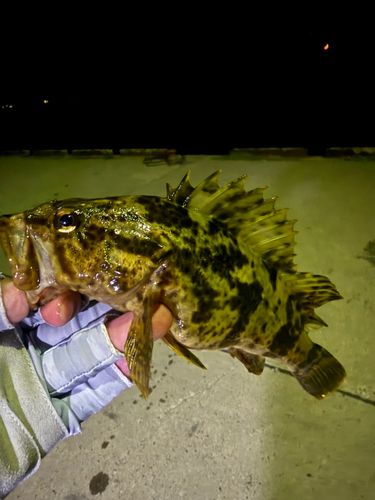 タケノコメバルの釣果