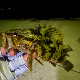 タケノコメバル